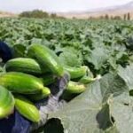 آغاز برداشت خیار گلخانه‌ای در ۱۰۰ هکتار از اراضی توکهور و هشتبندی؛ پیش‌بینی تولید ۳۰ هزار تن