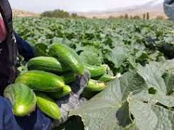 آغاز برداشت خیار گلخانه‌ای در ۱۰۰ هکتار از اراضی توکهور و هشتبندی؛ پیش‌بینی تولید ۳۰ هزار تن